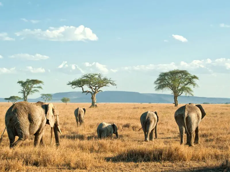 A Wild Tanzania Getaway – Summer Discount