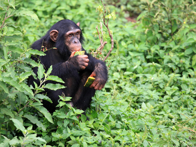 Uganda Explored!